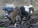 Skupina prasat visaj�nsk�ch negrosk�ch v jihlavsk� zoologick� zahrad�...