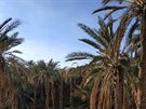 Palmové háje