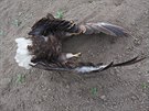 Na poli u Bzence na Hodonnsku byl nalezen nejprve otrven samec orla...
