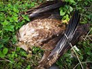 Otrven samice orla moskho, kter byla nalezena u Bzence na Hodonnsku....