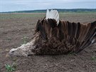 Na poli u Bzence na Hodonnsku byl nalezen nejprve otrven samec orla...