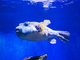 Fugu je japonská �tverzubcovitá ryba, která m��e obsahovat smrtelný...