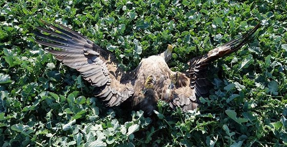 Ornitologové našli u obce Roudnice otráveného orla mořského.