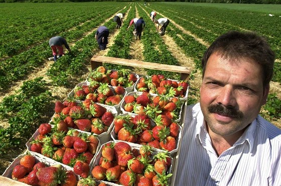 Farmá Georg Schwehr na svém poli v nmeckém Buchholzu zamstnává rumunské...