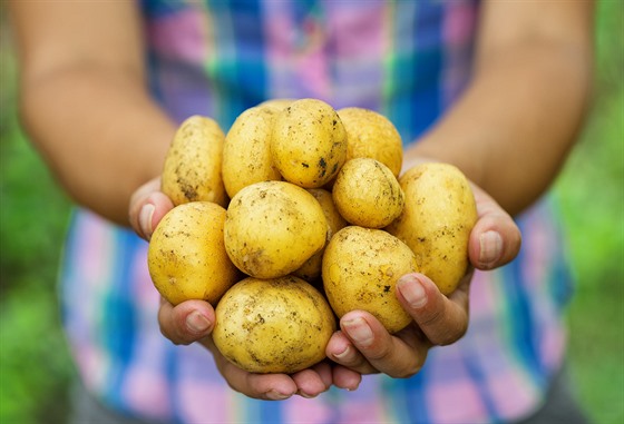 Z brambor se nyní vyrábí i veganské mléko.