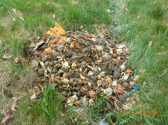 Někdo do škarpy v Praze 4 vysypal stovky krabů.