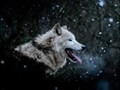 ZVÍATA V LIDSKÉ PÉI (2. MÍSTO): Matyá Slavík, Vlk arktický (Canis lupus...