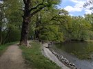Hráz rybníku Homolka v Milíovském lese na Jiním Mst