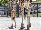Ml�d� �irafy, kter� se v olomouck� zoologick� zahrad� narodilo na konci dubna,...