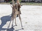 Ml�d� �irafy, kter� se v olomouck� zoologick� zahrad� narodilo na konci dubna,...