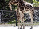 Ml�d� �irafy, kter� se v olomouck� zoologick� zahrad� narodilo na konci dubna,...