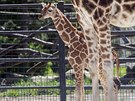Ml�d� �irafy, kter� se v olomouck� zoologick� zahrad� narodilo na konci dubna,...