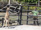 Ml�d� �irafy, kter� se v olomouck� zoologick� zahrad� narodilo na konci dubna,...