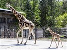 Ml�d� �irafy, kter� se v olomouck� zoologick� zahrad� narodilo na konci dubna,...