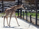 Ml�d� �irafy, kter� se v olomouck� zoologick� zahrad� narodilo na konci dubna,...