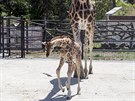 Ml�d� �irafy, kter� se v olomouck� zoologick� zahrad� narodilo na konci dubna,...