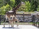 Ml�d� �irafy, kter� se v olomouck� zoologick� zahrad� narodilo na konci dubna,...