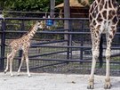 Ml�d� �irafy, kter� se v olomouck� zoologick� zahrad� narodilo na konci dubna,...