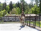 Ml�d� �irafy, kter� se v olomouck� zoologick� zahrad� narodilo na konci dubna,...