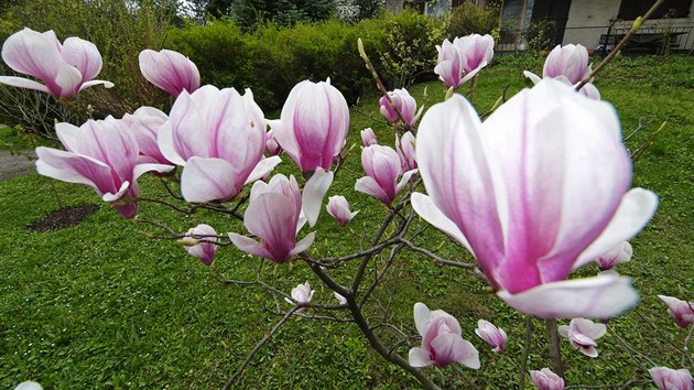 Šácholan Soulangeův (Magnolia x soulangeana), nazývaný také magnólie Soulangeova, je zahradní kříženec šácholanu obnaženého a šácholanu liliokvětého. Je to nejčastěji pěstovaný druh magnólie, oblíbený pro své časné a bohaté kvetení.
