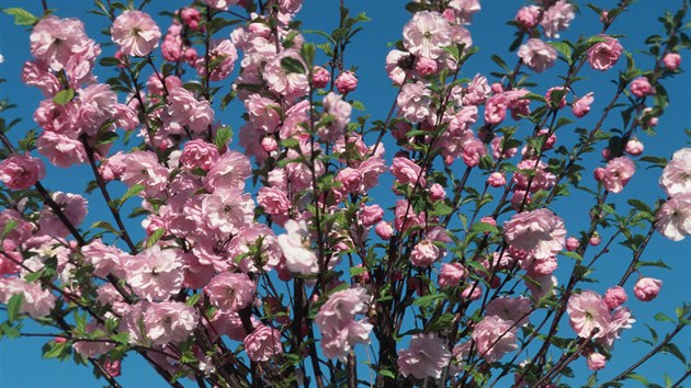 Mandlo trojlalon (Prunus triloba) je opadav devina z eledi rovit (Rosaceae). Mandlo trojlalon tvo kee nebo (tpovan) mal stromy. Pstuje se jako okrasn rostlina i v R, ale pochz z ny.