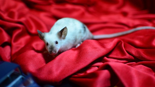 Na rozdíl např. od křečka myši nemají tendence ke kousnutí.