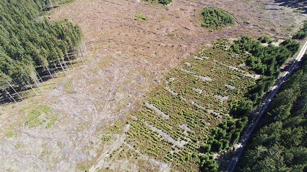 Fotografie pořízené ekology, které podle nich dokazují holoseče ve druhé zóně Chráněné krajinné oblasti Jeseníky.