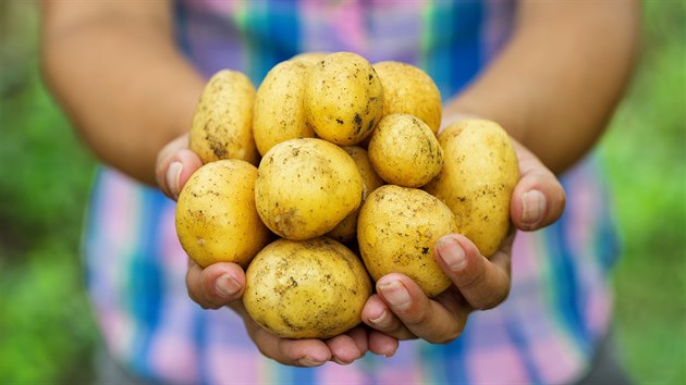 Z brambor se nyn vyrb i vegansk mlko.