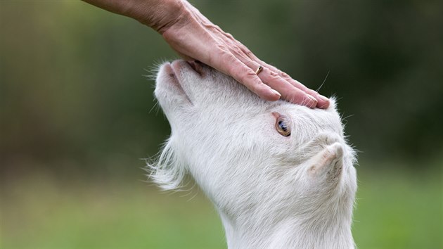 Koza umí být díky své inteligenci opravdu milou společnicí. (Na snímku je koza sánská, jedno z nejrozšířenějších plemen.)