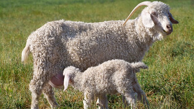 Angorská koza sice díky své kudrnaté srsti připomíná ovci, pořád je to ale svou povahou i vlastnostmi koza. Z její srsti se získává jemná mohérová vlna.