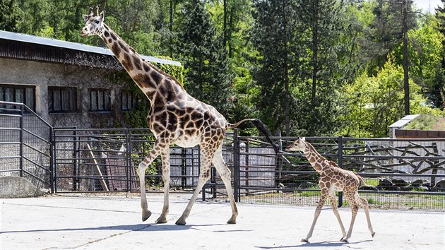 Mld irafy, kter se v olomouck zoologick zahrad narodilo na konci dubna, u poprv vyrazilo do vbhu.