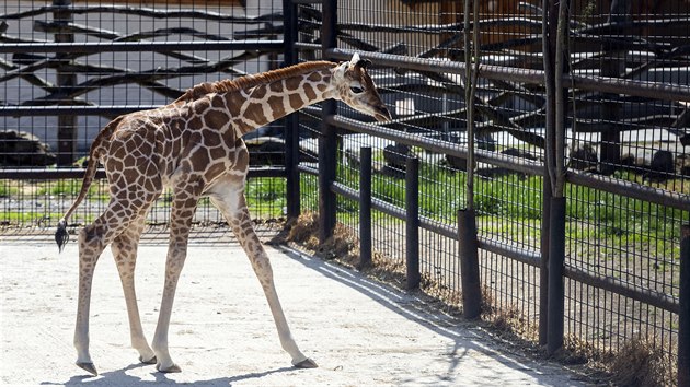 Mld irafy, kter se v olomouck zoologick zahrad narodilo na konci dubna, u poprv vyrazilo do vbhu.