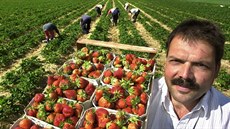 Farmá Georg Schwehr na svém poli v nmeckém Buchholzu zamstnává rumunské...