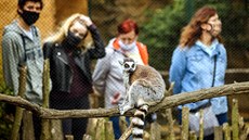 Návtvníci zooparku Zájezd u stedoeského Buthradu pozorují skupinku...