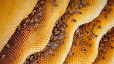 Léivé úinky medu jsou známy od starovku, propolis a mateí kaika se k...