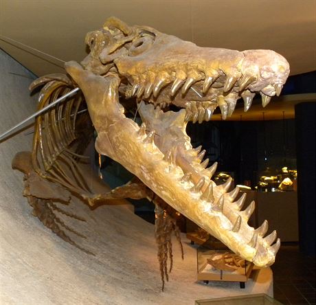 Lebka mosasaura v muzeu v Maastrichtu