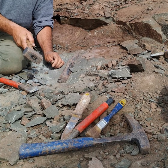 Paleontologové objevili v Argentině zhruba 70 milionů let staré pozůstatky...