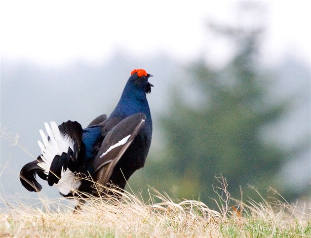 Vzácný tetřívek k Lipnu nepřiletěl. Šlo o vycpaninu, uvedli ornitologové