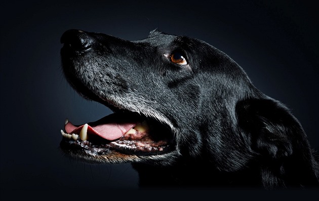 Nejmasovější vybíjení psů měli na svědomí bolševici, prozrazuje kynolog