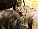 Samice slona indického Janita a Tamara pivedly na svt u v roce 2016 Rudolfa...