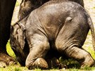 Zahrada má od bezna 2013 nový areál nazvaný Údolí slon, který vyel na 500...