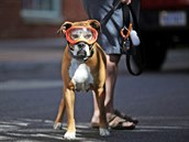 Muž v americkém státě Virginie venčí svého psa, který se kvůli chronickým očním...
