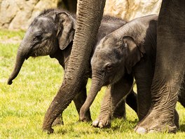 Ob sloní sleny se mají ile k ivotu a v Údolí slon si uívají procházek.