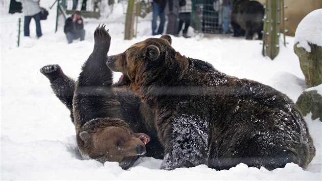 Medv�di na v�s �ekaj� celoro�n� v berounsk�m medv�d�riu.