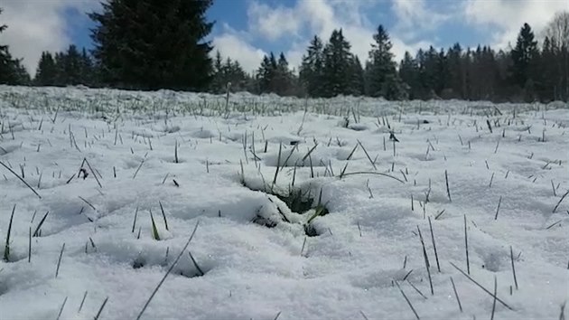 Hřebeny Krkonoš pokrylo patnáct centimetrů sněhu, Sněžku pětadvacet -  iDNES.cz