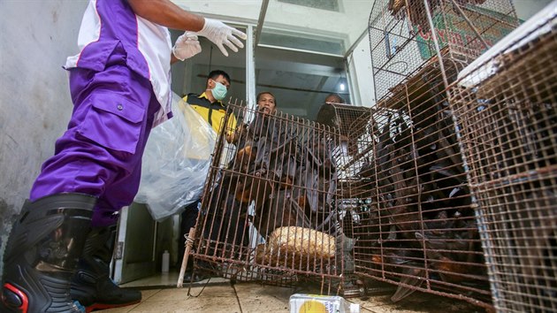 Zdravotník se chystá spálit netopýry zabavené na jednom z tzv. mokrých trhů v Indonésii. Předpokládá se, že právě od netopýrů vzešla nákaza koronaviru. (14. března 2020)