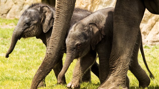 Obě sloní slečny se mají čile k životu a v Údolí slonů si užívají procházek.