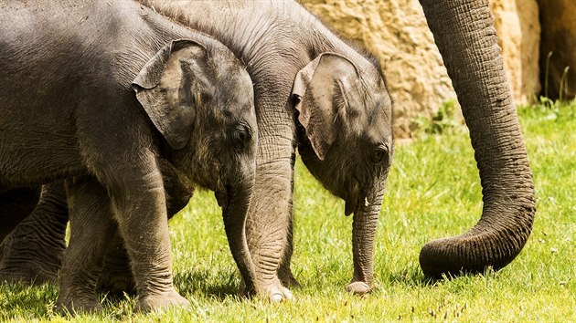 Pražská zoo se může pochlubit novými sloními přírůstky. První samička se narodila koncem března, druhá v sobotu 9. května. Otcem obou letošních slůňat je samec Ankhor. Zajímavé je, že první z nich měla porodní váhu 92 kilogramů, ta druhá, která se narodila jen několik týdnů poté, byla cvalík vážící 124 kilo.