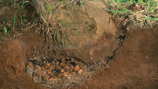 Čmeláčí královna si často buduje hnízdo v opuštěných norách hlodavců nebo krtků. Ve voskových buňkách se vyvíjí nová generace.