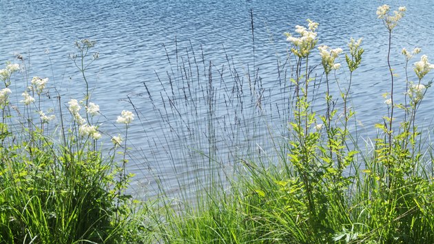 Tužebník jilmový roste především u vody. Díky letošnímu teplému počasí nejspíš už někde kvete.